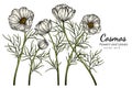 White Cosmos flower and leaf drawing illustration with line art on white backgrounds