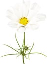 White cosmos flower