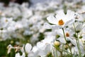 White cosmos flower in the nature