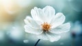 White cosmos flower with soft focus and bokeh background, vintage filter Royalty Free Stock Photo