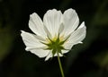 White Cosmos Flower Royalty Free Stock Photo