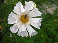 White cosmos flower with a wasp