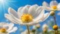 White cosmos flowers on the background of blue sky with sun and clouds Royalty Free Stock Photo