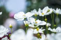 White cosmos flowers bloom in the garden on a sunny day. Royalty Free Stock Photo