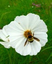 White cosmos flowers blooming in the garden in rainy season with bee swarming Royalty Free Stock Photo