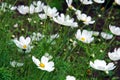 White cosmos  bipinnatus flowers blooming in the garden Royalty Free Stock Photo