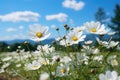 White cosmos flowers blooming in the meadow with blue sky background Royalty Free Stock Photo