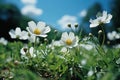 White cosmos flowers blooming in the meadow with blue sky background Royalty Free Stock Photo