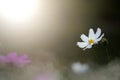 White cosmos flowers with blurred background in the garden Royalty Free Stock Photo