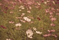 White cosmos flowers in the garden with retro filter effect