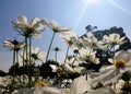 White Cosmos Sulphureus flower field on the sun shining in the blue sky background Royalty Free Stock Photo