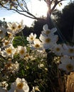 White Cosmos with Yellow Centres