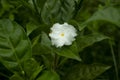 White Costus Flower or Impatiens