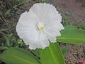 A white costus speciosus (Thebu) flower. Royalty Free Stock Photo