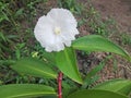 A white costus speciosus (Thebu) flower. A field. Royalty Free Stock Photo