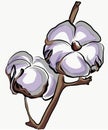 White cotton branch, vector illustration Royalty Free Stock Photo