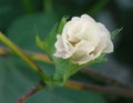 White cotton flower