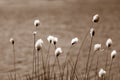 white cotton grass flowers in a marsh meadow blowing in the wind, marsh cotton grass plant blooming in early spring, marsh banner Royalty Free Stock Photo