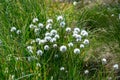 white cotton grass flowers in a marsh meadow blowing in the wind, marsh cotton grass plant blooming in early spring, marsh banner Royalty Free Stock Photo