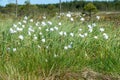 white cotton grass flowers in a marsh meadow blowing in the wind, marsh cotton grass plant blooming in early spring, marsh banner Royalty Free Stock Photo