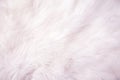 White cotton wool background texture. Royalty Free Stock Photo