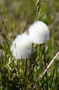 White cottongrass from Svalbard Royalty Free Stock Photo