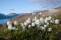 White cottongrass from Svalbard