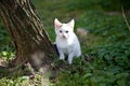 White Country Colored Cat-3