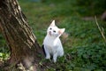 White Country Colored Cat-1