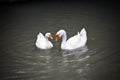 White couple geese floating in pond. Royalty Free Stock Photo