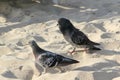 White couple pigeons at the beach