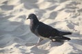 White couple pigeons at the beach