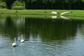 White couple of Swan on the lake