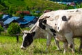 A white cow with black spots on the bank of the river in the village in summer. Houses on the other side in background