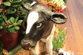 A white cow with black spots and fake plastic that grazes some hay among the bouquets of fake flowers in a souvenir shop Royalty Free Stock Photo
