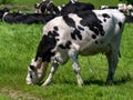 A white cow with black spots grazes on a farmer`s field in spring. Livestock farm. White and black cow on green grass field Royalty Free Stock Photo