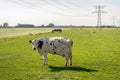 White cow with black spots under high-voltage lines Royalty Free Stock Photo