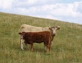 White cow with brown calf standing in a grassy pasture and looking at the camera Royalty Free Stock Photo