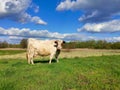 A white cow with brown ears grazes on a green meadow in spring . Royalty Free Stock Photo