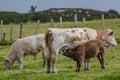 White cow with brown spots suckling her brown calf and a white calf cow grazing on green grass Royalty Free Stock Photo