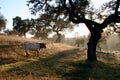 White cow with brown spots at sunrise in the Dehesa de Extremadura Royalty Free Stock Photo