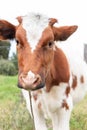 White cow with brown spots vertically looking at the camera Latin farm concept