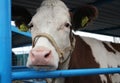 White cow bull with a red snout is looking at the farm in the paddock Royalty Free Stock Photo