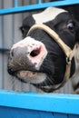 White cow bull with snout is looking at the farm in the paddock Royalty Free Stock Photo