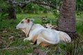 White cow and calf grazing and lying in field. Cattle farm concept. Rural domestic animals. Cow and cute foal at countryside.