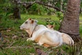 White cow and calf grazing and lying in field. Cattle farm concept. Rural domestic animals. Cow and cute foal at countryside.