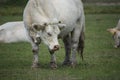 White cow Charolais is a breed of taurine beef cattle