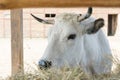 A white cow chewing hay behind the corral fence. Cows eat hay. Bulls eating lucerne hay from manger on farm Royalty Free Stock Photo