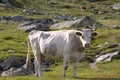 White cow close-up