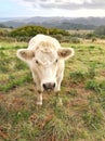 White Cow looking at camera Royalty Free Stock Photo